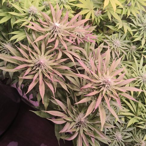 Lemon Orange GHS growlog photo: Lichtverbrennung