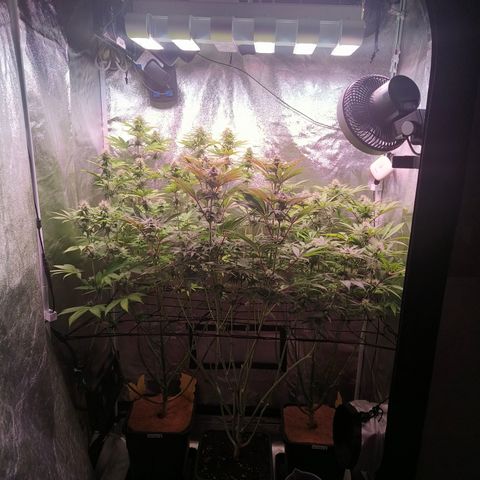 Lemon Orange GHS growlog timeline photo