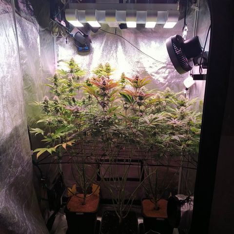 Lemon Orange GHS growlog timeline photo
