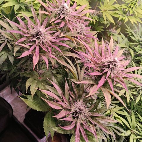 Lemon Orange GHS growlog timeline photo