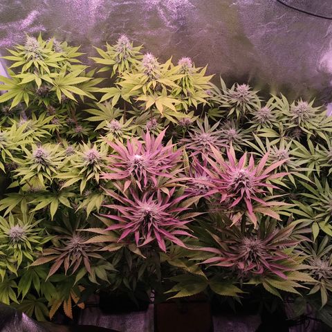 Lemon Orange GHS growlog timeline photo