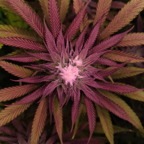 Lemon Orange GHS growlog photo: Albinoblüte