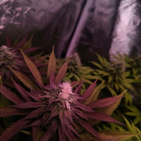 Lemon Orange GHS growlog photo: Albinoblüte