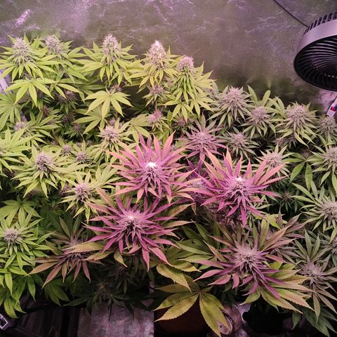 Lemon Orange GHS growlog timeline photo