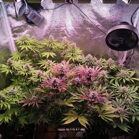 Lemon Orange GHS growlog timeline photo