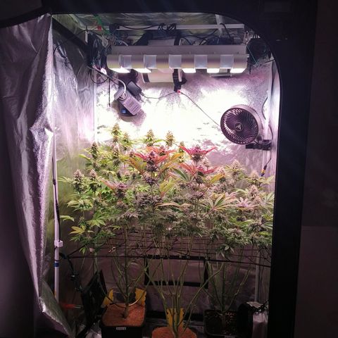Lemon Orange GHS growlog timeline photo