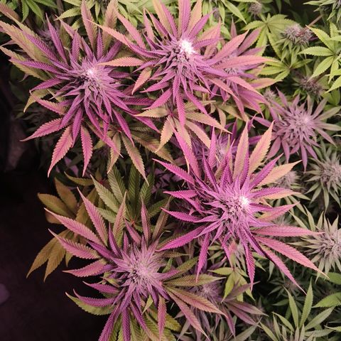 Lemon Orange GHS growlog timeline photo
