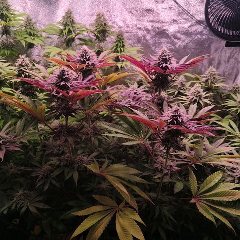 Lemon Orange GHS growlog timeline photo