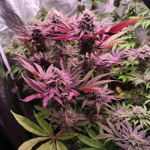Lemon Orange GHS growlog timeline photo