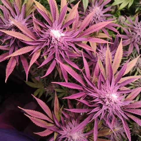 Lemon Orange GHS growlog timeline photo
