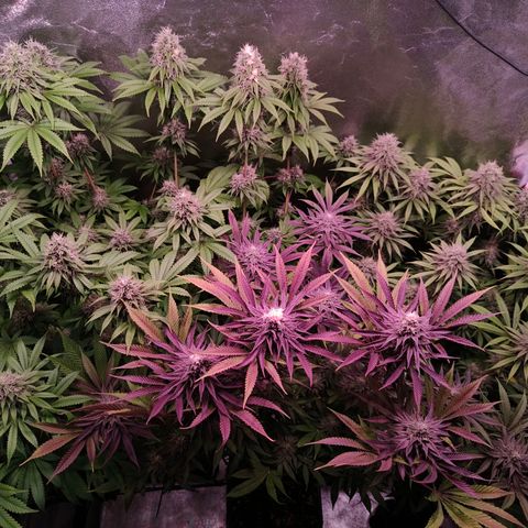 Lemon Orange GHS growlog timeline photo