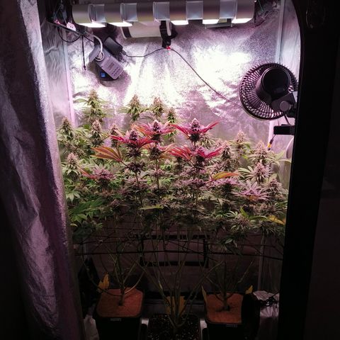 Lemon Orange GHS growlog timeline photo