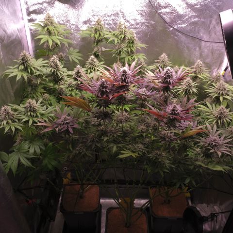 Lemon Orange GHS growlog timeline photo