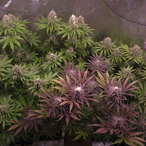 Lemon Orange GHS growlog timeline photo