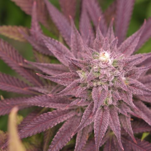 Lemon Orange GHS growlog timeline photo