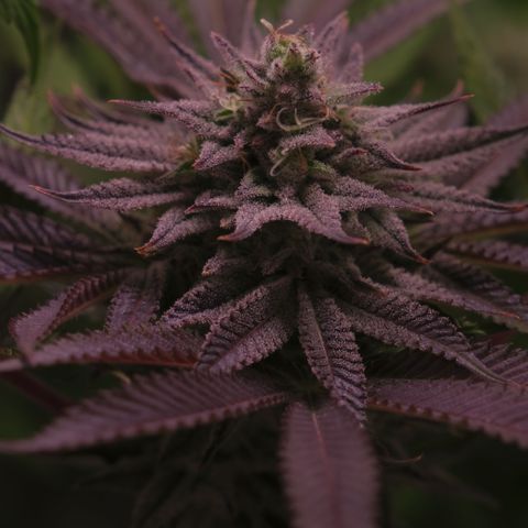 Lemon Orange GHS growlog timeline photo