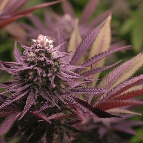 Lemon Orange GHS growlog timeline photo