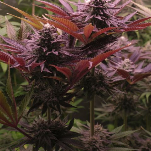 Lemon Orange GHS growlog timeline photo