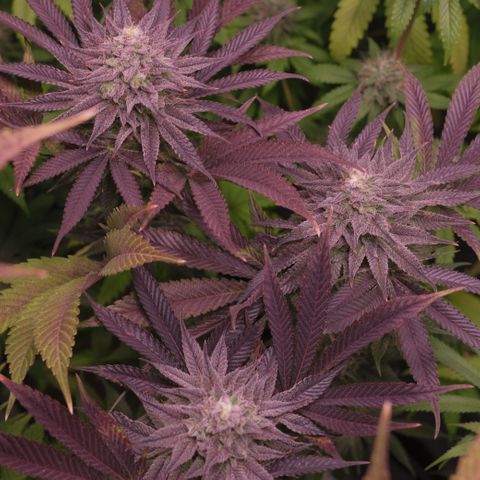 Lemon Orange GHS growlog timeline photo