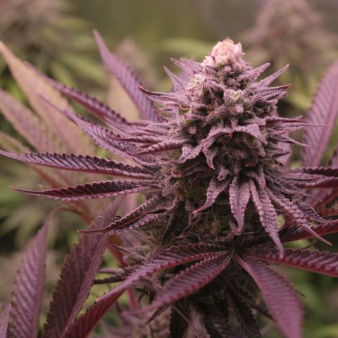 Lemon Orange GHS growlog timeline photo