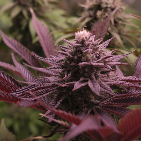Lemon Orange GHS growlog timeline photo