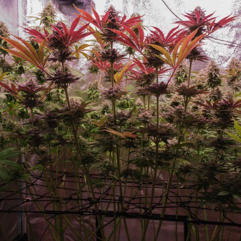 Lemon Orange GHS growlog timeline photo