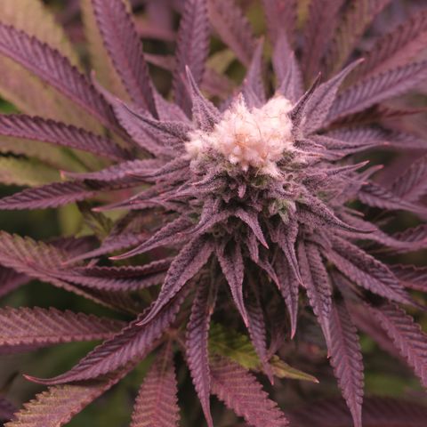 Lemon Orange GHS growlog timeline photo