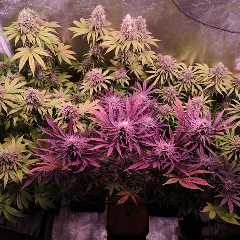 Lemon Orange GHS growlog timeline photo
