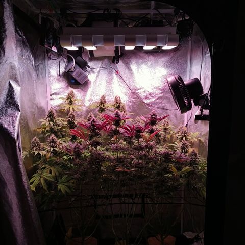 Lemon Orange GHS growlog timeline photo