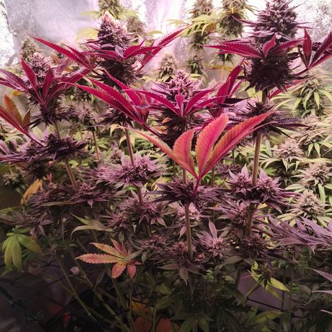 Lemon Orange GHS growlog timeline photo
