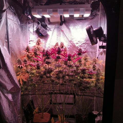 Lemon Orange GHS growlog photo: Herbst ist da