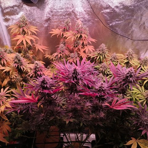 Lemon Orange GHS growlog photo: Herbst ist da
