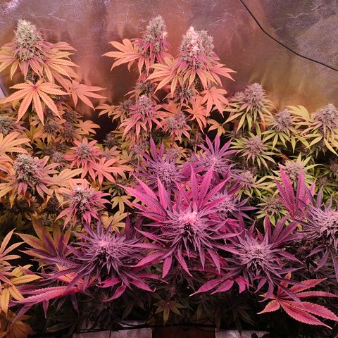 Lemon Orange GHS growlog photo: Herbst ist da