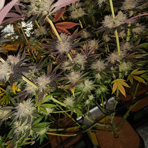 Lemon Orange GHS growlog timeline photo