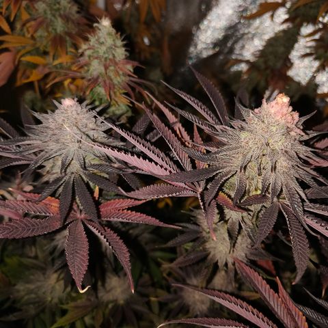 Lemon Orange GHS growlog timeline photo