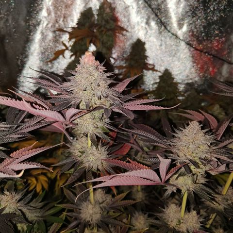 Lemon Orange GHS growlog timeline photo