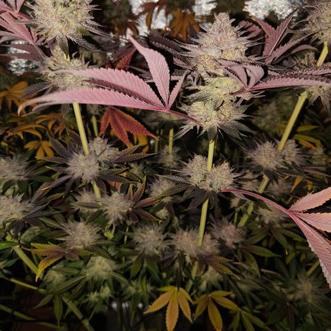 Lemon Orange GHS growlog timeline photo