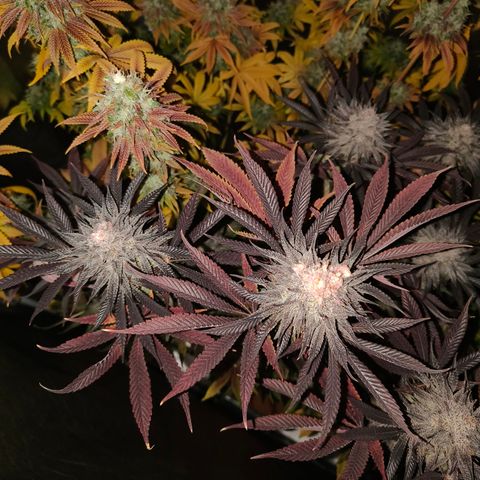 Lemon Orange GHS growlog timeline photo