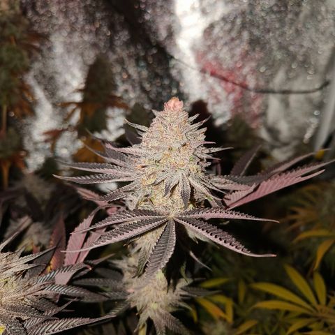 Lemon Orange GHS growlog timeline photo