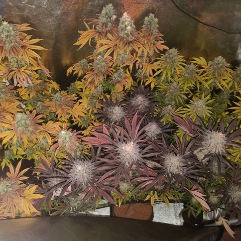 Lemon Orange GHS growlog timeline photo