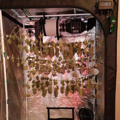 Lemon Orange GHS growlog timeline photo