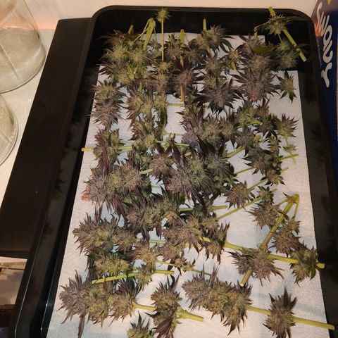 Lemon Orange GHS growlog timeline photo