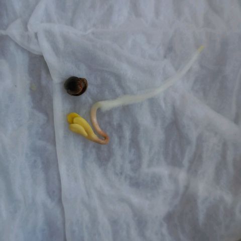 Chalupas 5000 growlog photo: Como se puede observar, las dos semillas han germinado, cada una de ellas mide 3 y 3.5 centímetros. También se puede observar que la testa ya se ha separado de los cotiledones y se observa las primeras hojas (no verdaderas).
