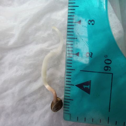 Chalupas 5000 growlog photo: Como se puede observar, las dos semillas han germinado, cada una de ellas mide 3 y 3.5 centímetros. También se puede observar que la testa ya se ha separado de los cotiledones y se observa las primeras hojas (no verdaderas).