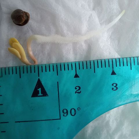 Chalupas 5000 growlog photo: Como se puede observar, las dos semillas han germinado, cada una de ellas mide 3 y 3.5 centímetros. También se puede observar que la testa ya se ha separado de los cotiledones y se observa las primeras hojas (no verdaderas).