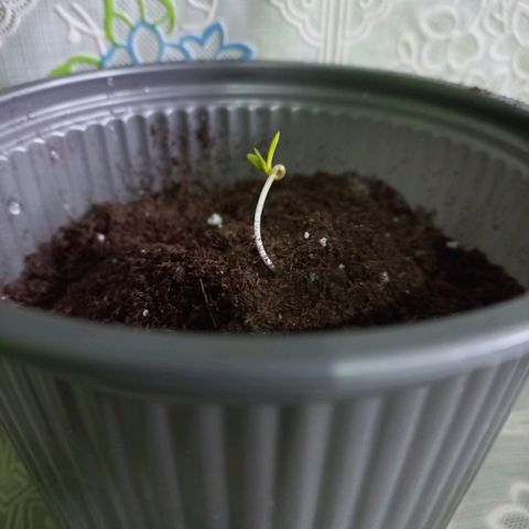 Chalupas 5000 growlog photo: Se procedió a realizar el trasplante de las plántulas a recipientes plásticos.
Las dos semillas surgieron y presentan alrededor de 6 centímetros cada planta.
Las hojas falsas van tornándose de color verde más intenso y las hojas verdaderas apenas empiezan a aparecerse.