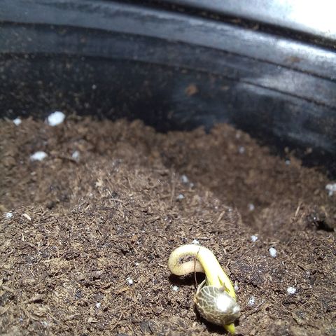 Chalupas 5000 growlog photo: Se procedió a realizar el trasplante de las plántulas a recipientes plásticos.
Las dos semillas surgieron y presentan alrededor de 6 centímetros cada planta.
Las hojas falsas van tornándose de color verde más intenso y las hojas verdaderas apenas empiezan a aparecerse.