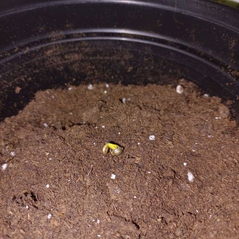 Chalupas 5000 growlog photo: Se procedió a realizar el trasplante de las plántulas a recipientes plásticos.
Las dos semillas surgieron y presentan alrededor de 6 centímetros cada planta.
Las hojas falsas van tornándose de color verde más intenso y las hojas verdaderas apenas empiezan a aparecerse.