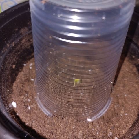 Chalupas 5000 growlog photo: Se procedió a realizar el trasplante de las plántulas a recipientes plásticos.
Las dos semillas surgieron y presentan alrededor de 6 centímetros cada planta.
Las hojas falsas van tornándose de color verde más intenso y las hojas verdaderas apenas empiezan a aparecerse.