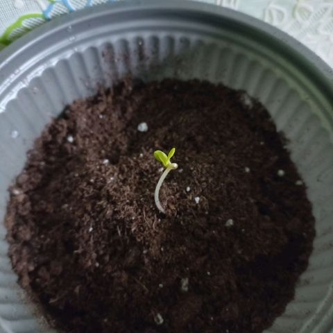 Chalupas 5000 growlog photo: Se procedió a realizar el trasplante de las plántulas a recipientes plásticos.
Las dos semillas surgieron y presentan alrededor de 6 centímetros cada planta.
Las hojas falsas van tornándose de color verde más intenso y las hojas verdaderas apenas empiezan a aparecerse.